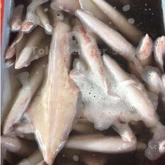 

Cumi Bangka Segar Cumi Bangka 1Kg