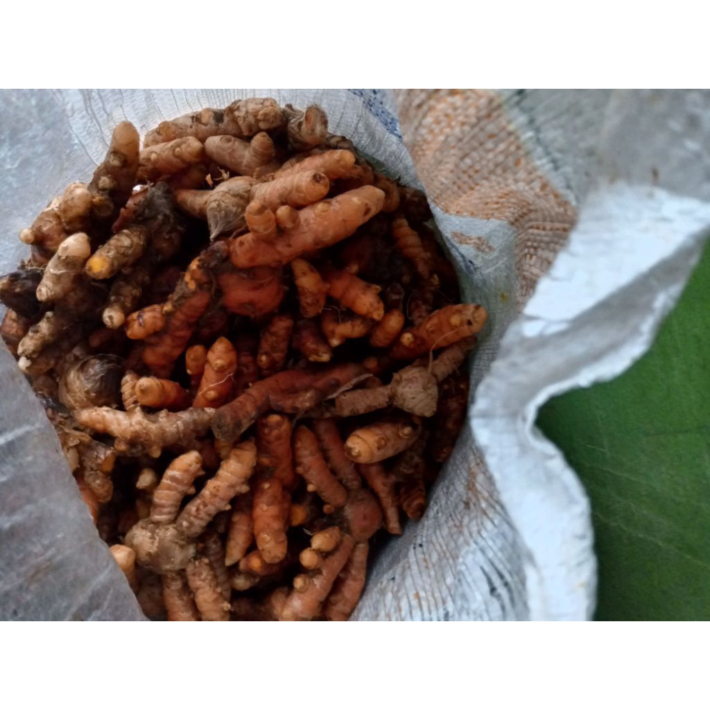 

kunir kunyit masak 1 kg