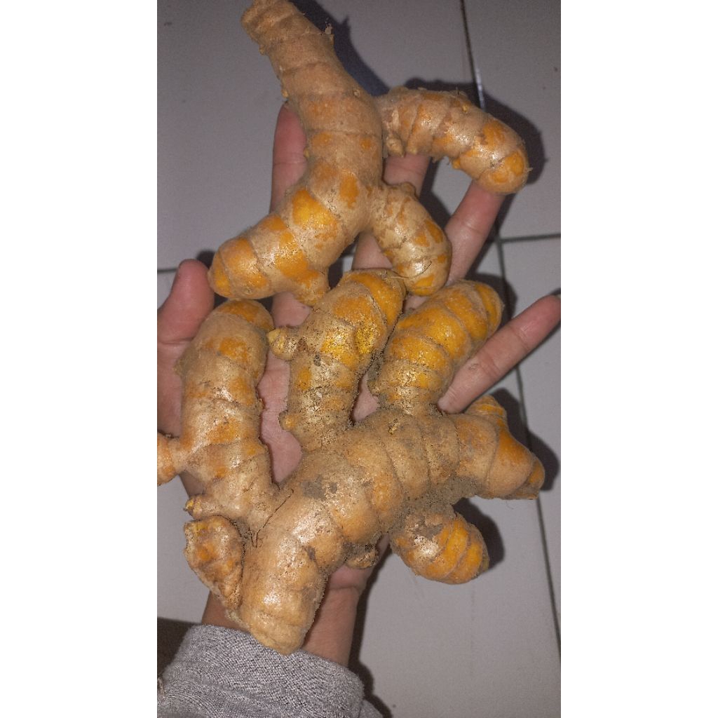 

TEMULAWAK SEGAR PANEN SENDIRI