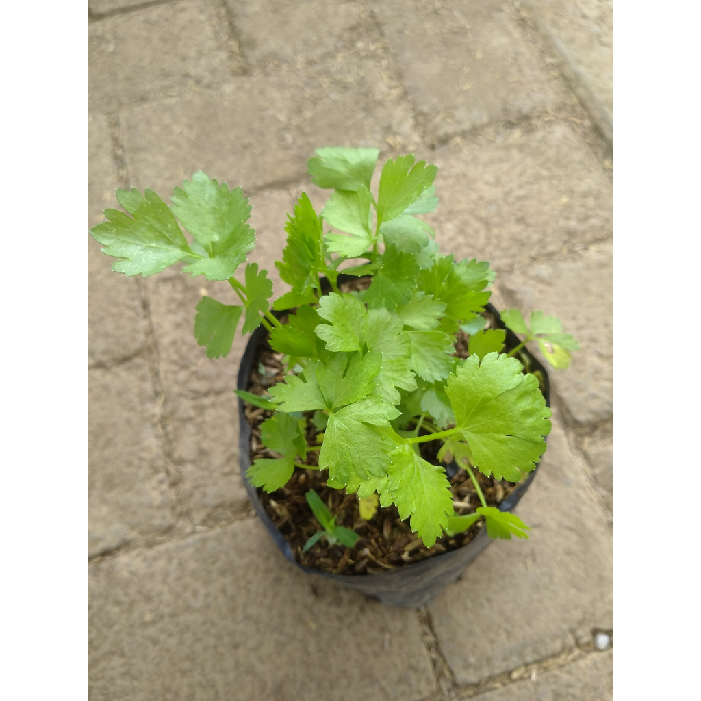 Bibit Daun seledri / Bibit Seledri Siap Tanam