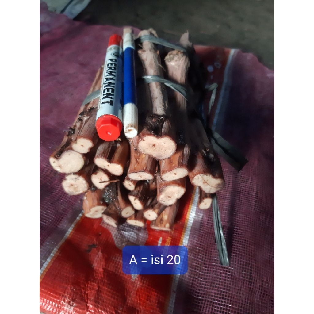 cutting rootstock red master