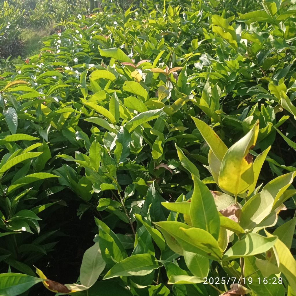 Bibit Pohon Jambu Air kiojok