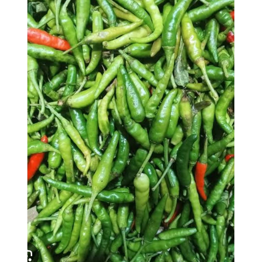 

Cabai rawit hijau segar pedas / Cabe rawit hijau pedas