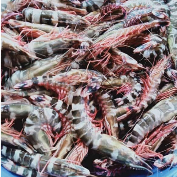 Udang loreng Segar Udang Loreng Windu Laut 1Kg
