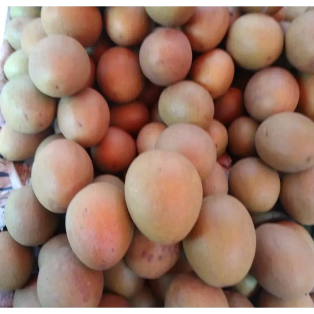 

Buah sawo Manila tua siap matang fress petik harga / 1kg