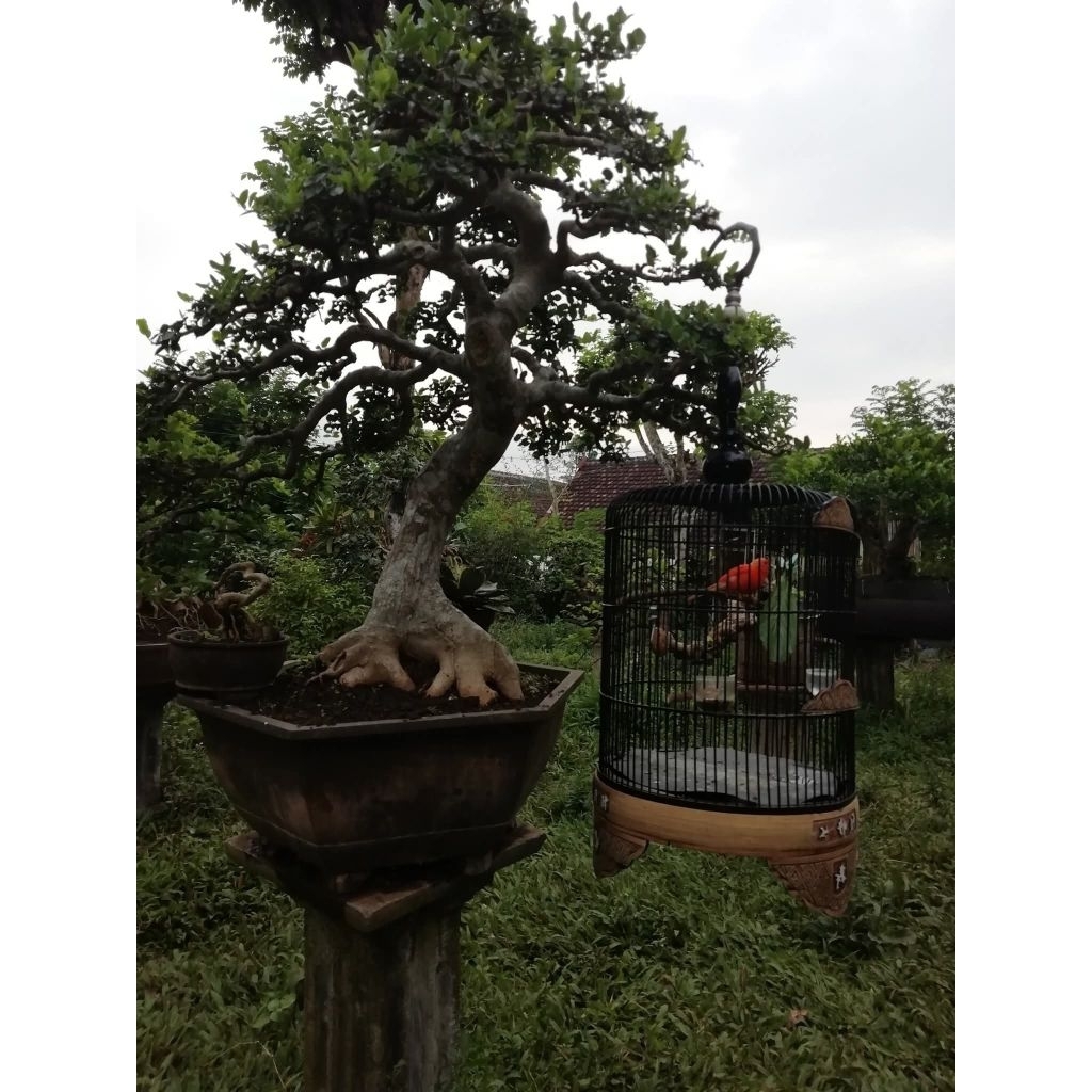 BONSAI PHUSU BATU SIAP KONTES XL