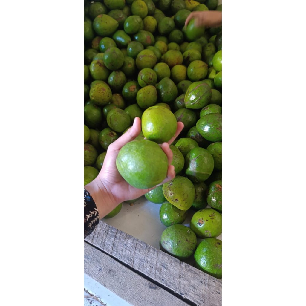 

ALPUKAT MENTEGA 1KG ISI 5-6-7 BUAH SEGAR LEZAT DAN BERGIZI