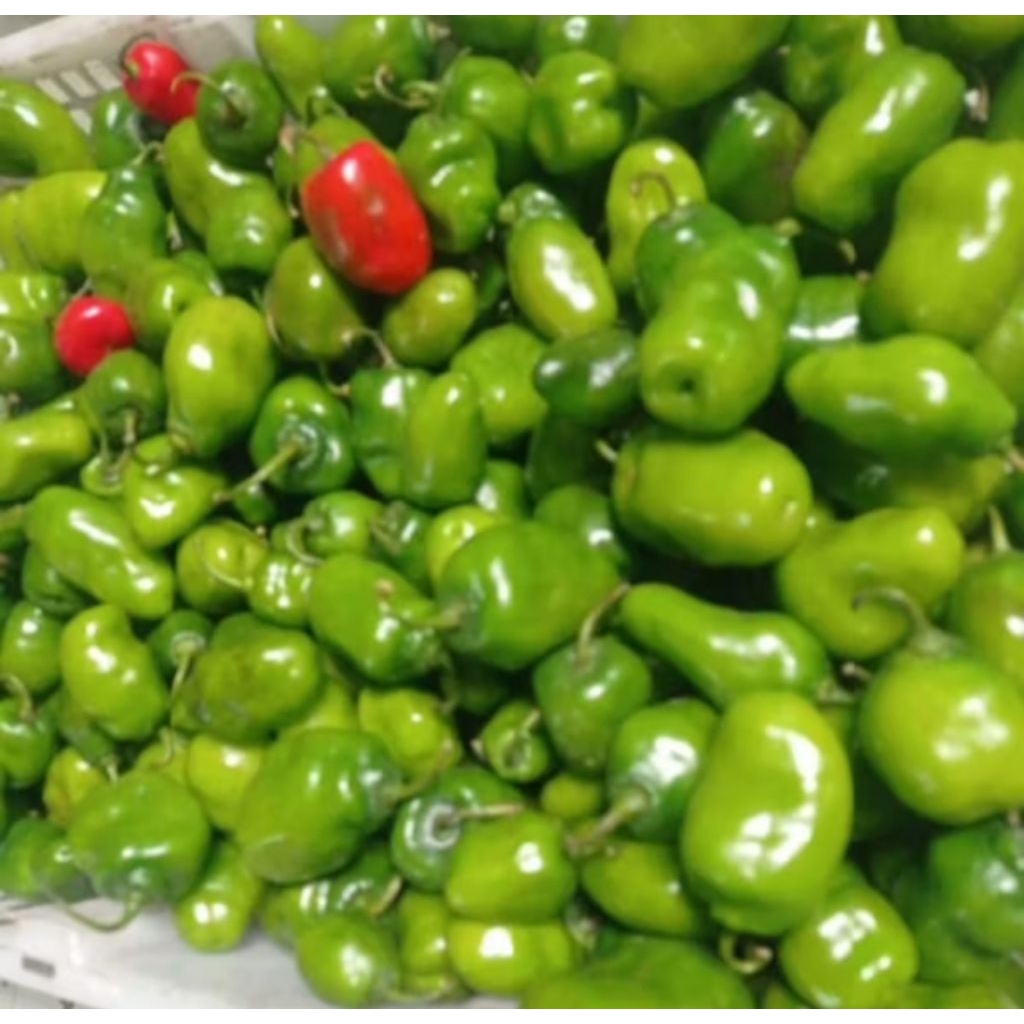 

TERLARIS CABE BENDOT VIRAL FRESH 500GR