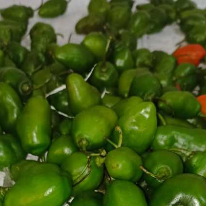 

cabe gendot/cabai bendot fresh ukuran keci/mini 250gr/500gr/1kg