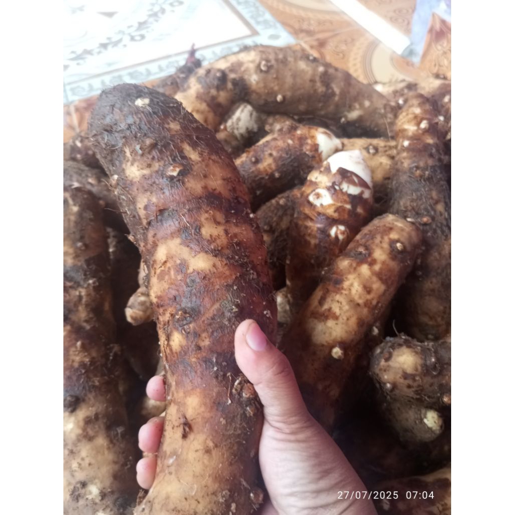 

TALAS GODANG TALAS KERIPIK UMBI KELADI