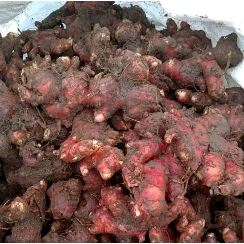 

[250 gr, 500 gr, 1 kg] JAHE MERAH pedas fresh (bisa juga untuk ditanam lagi)