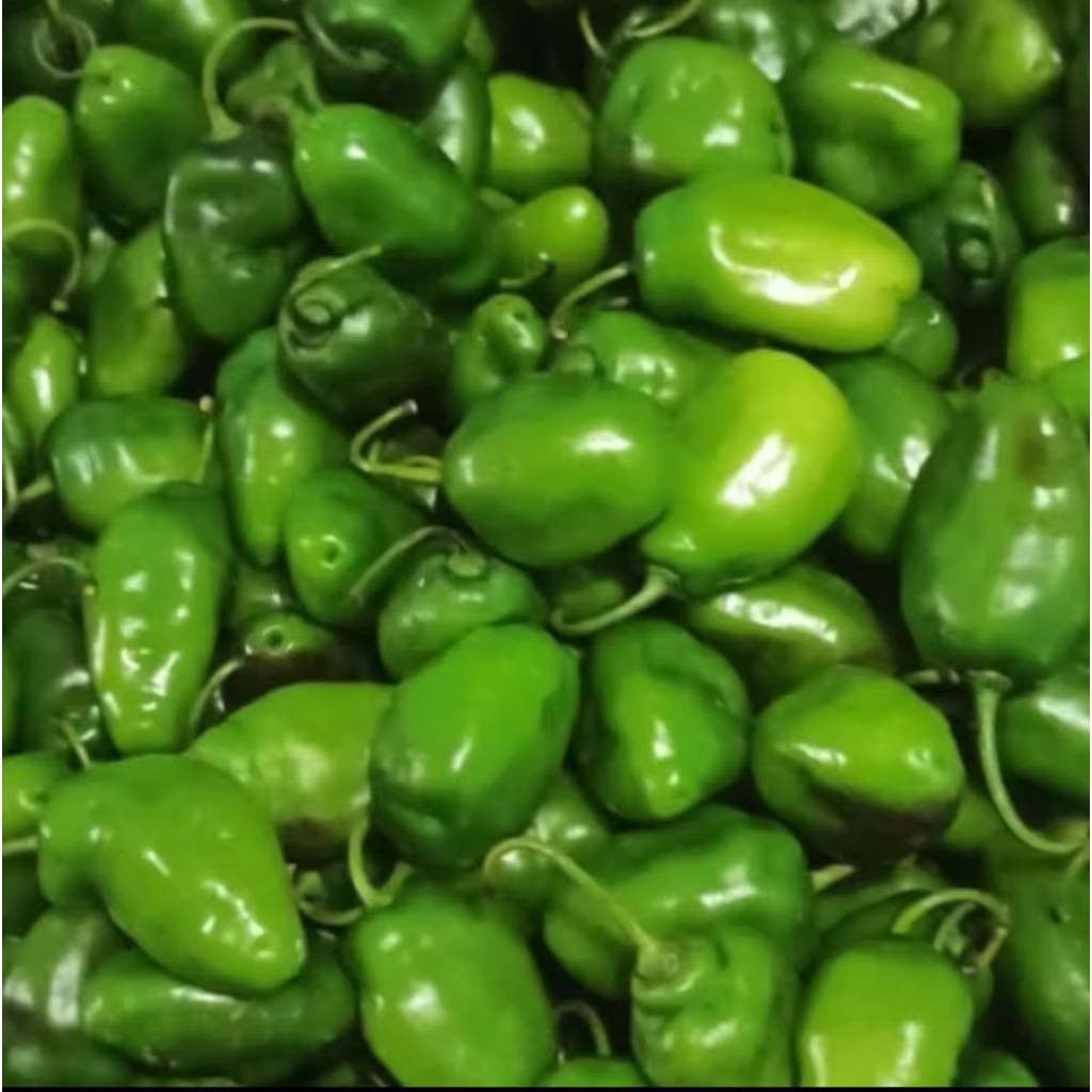 

CABE GENDOT SEGAR ASLI GARUT FRESH LANGSUNG DARI PETANI KEMASAN 500g