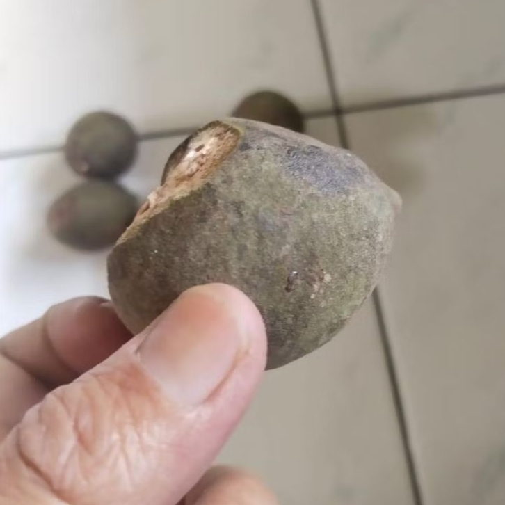 Kemiri Adu Muncang Adu Yanti Anak Denpom Cangklongan Full Tua