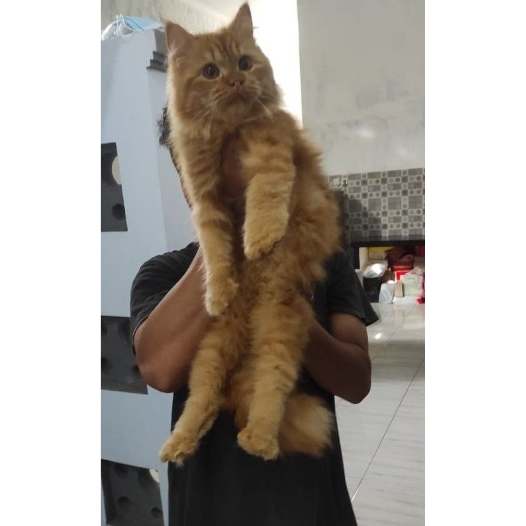 kucing persia medium