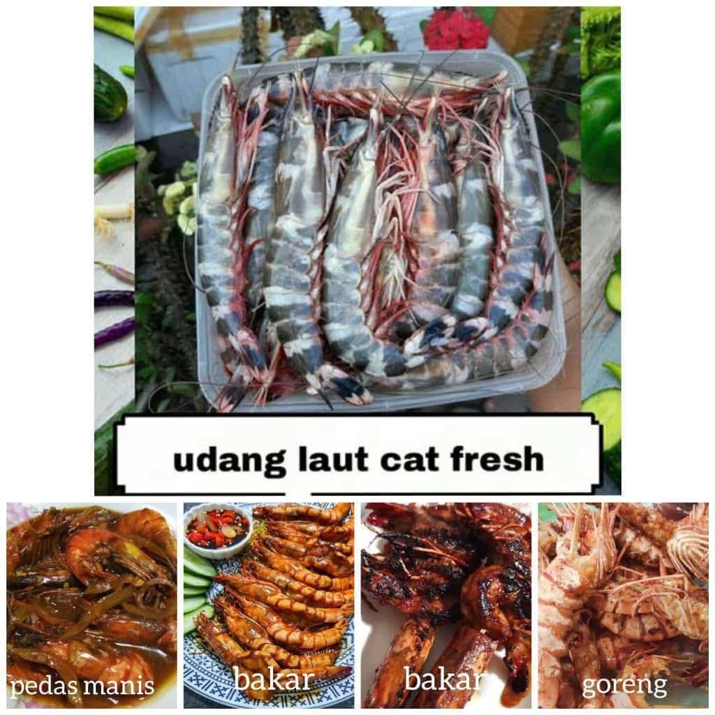 

UDANG WINDU TIGER 1 KG