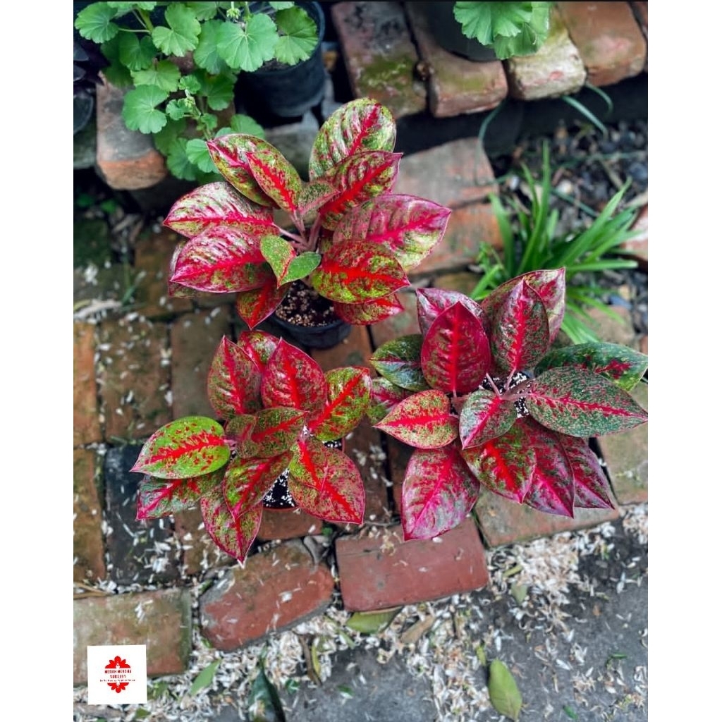 Aglonema Red Stardust - tanaman hias aglonema red stardust