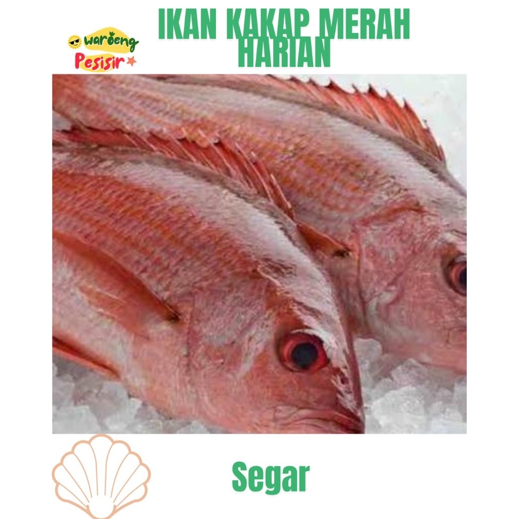 

IKAN KAKAP MERAH FRES - DIJUAL PER KILOGRAM