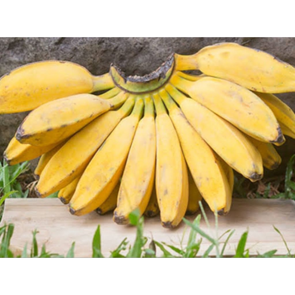 

Pisang Kepok Premium