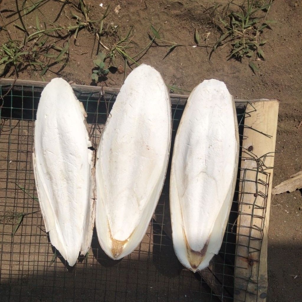 TULANG SOTONG (20 - 25cm)(1kg)