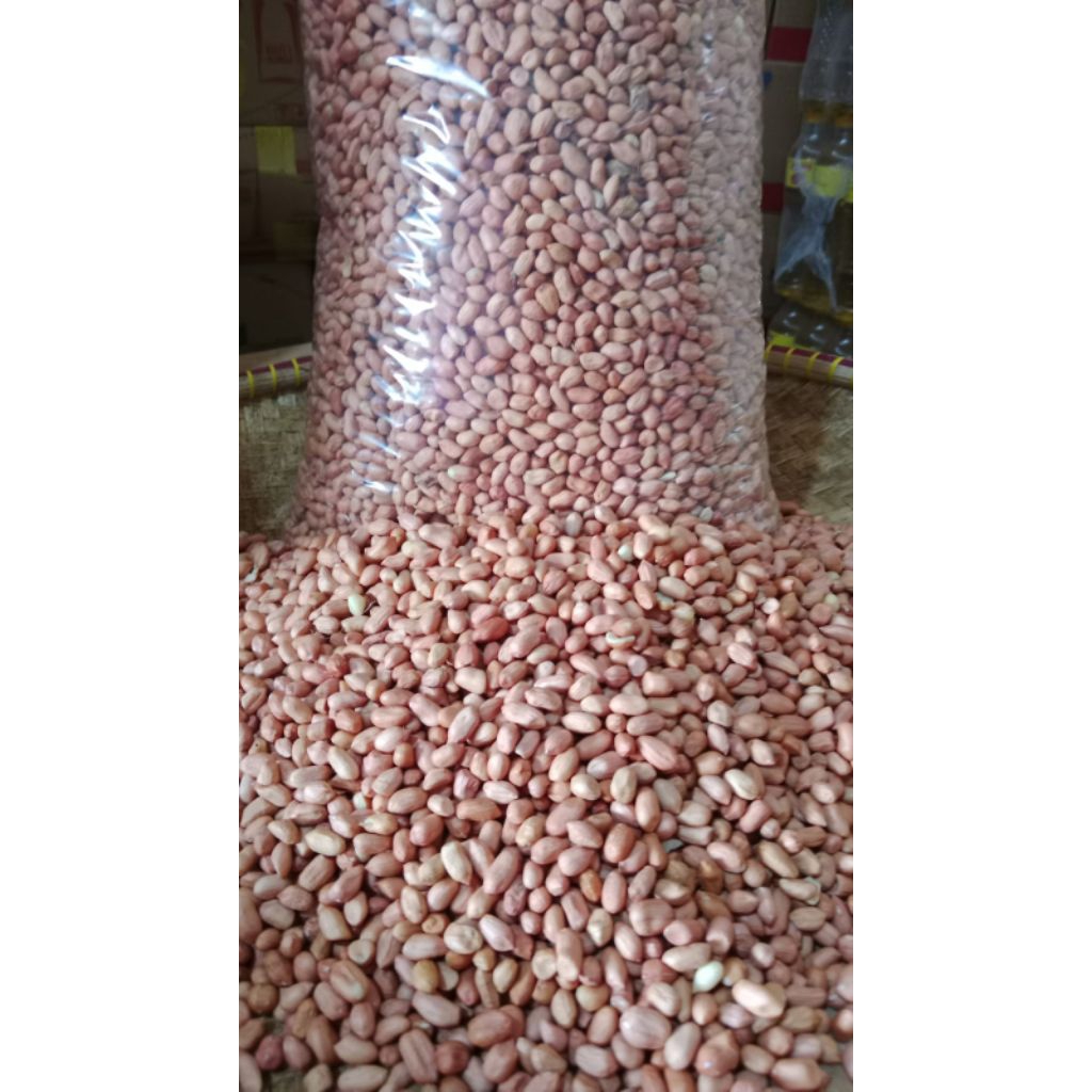 

kacang India putih
