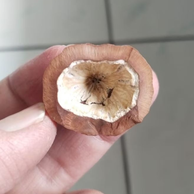 Kemiri Adu Muncang Adu Mayit Anak MU size Kecil