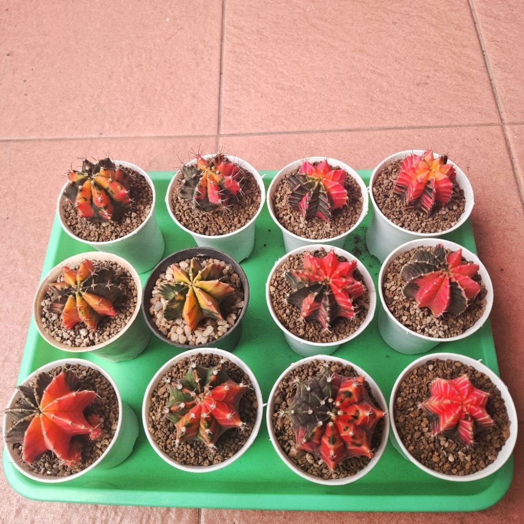 Kaktus Miha Variegata LB varigata Murah