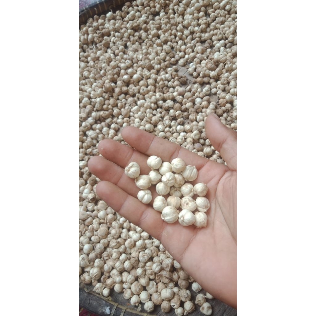 

Kapulaga Jawa 100gr/ Kapulaga lokal