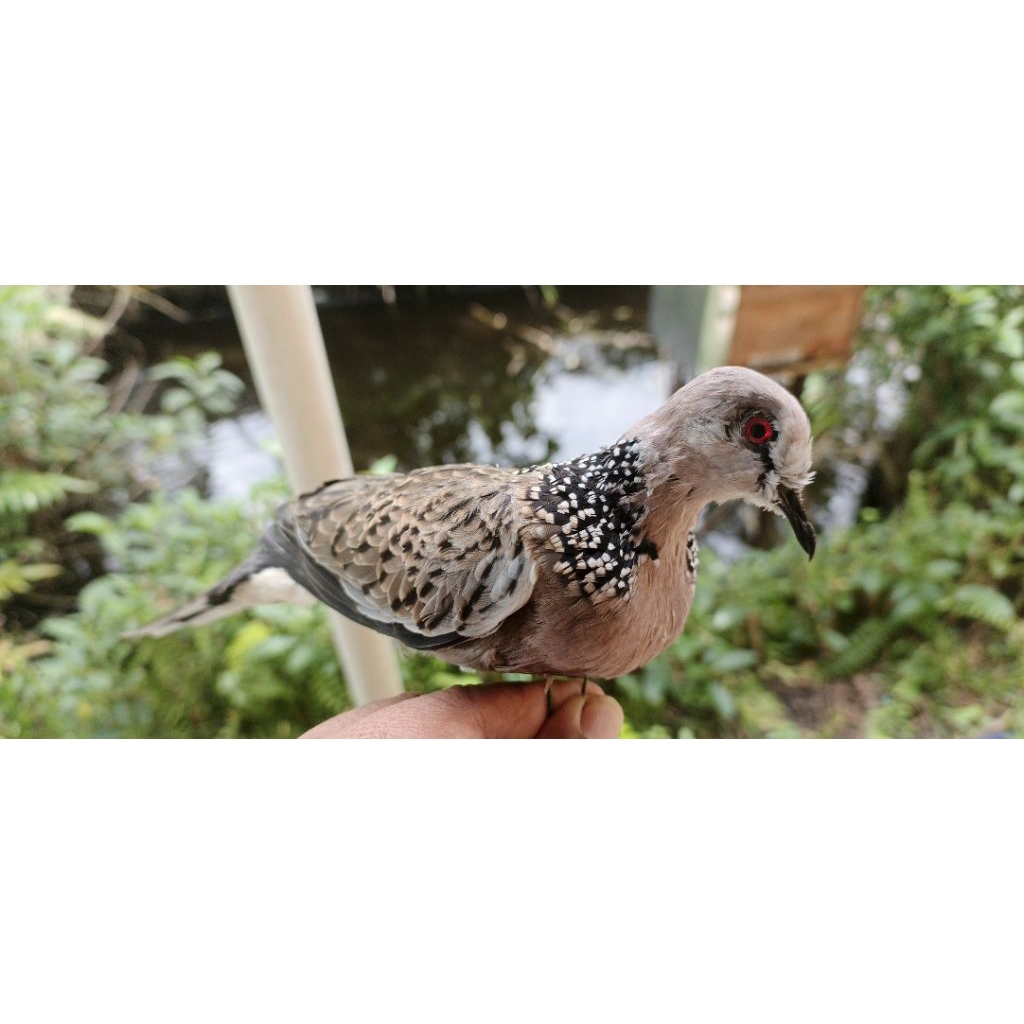 jontrot burung tekukur