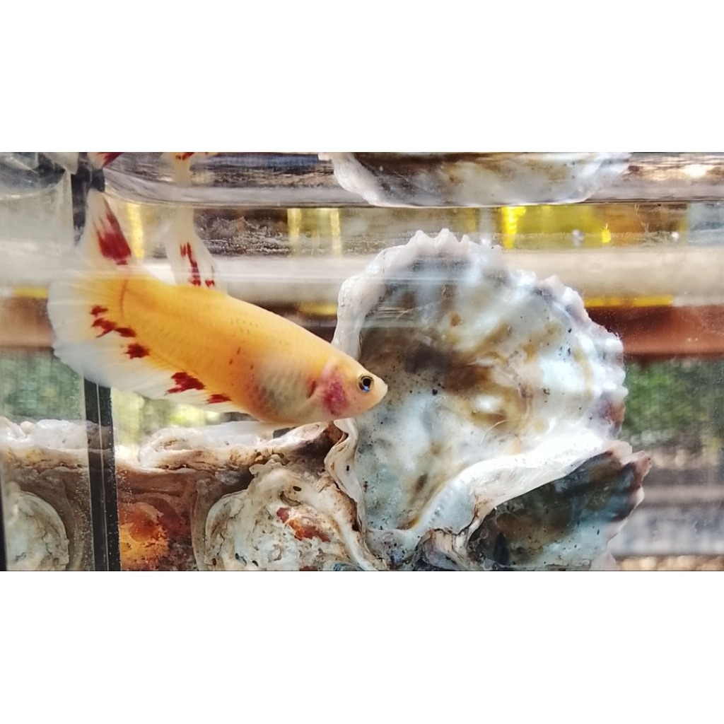 2 MALE HM FCCP ( YANUAR )