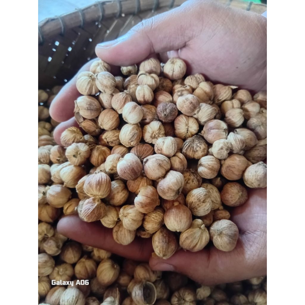 

Kapulaga kering/kapol 500 gram