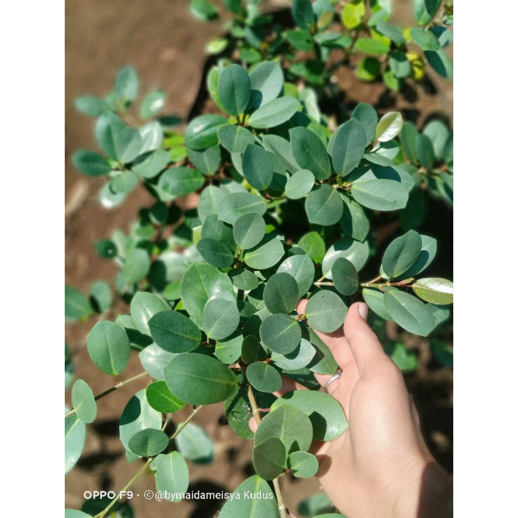 tanaman ficus microcarpa (dollar silver)