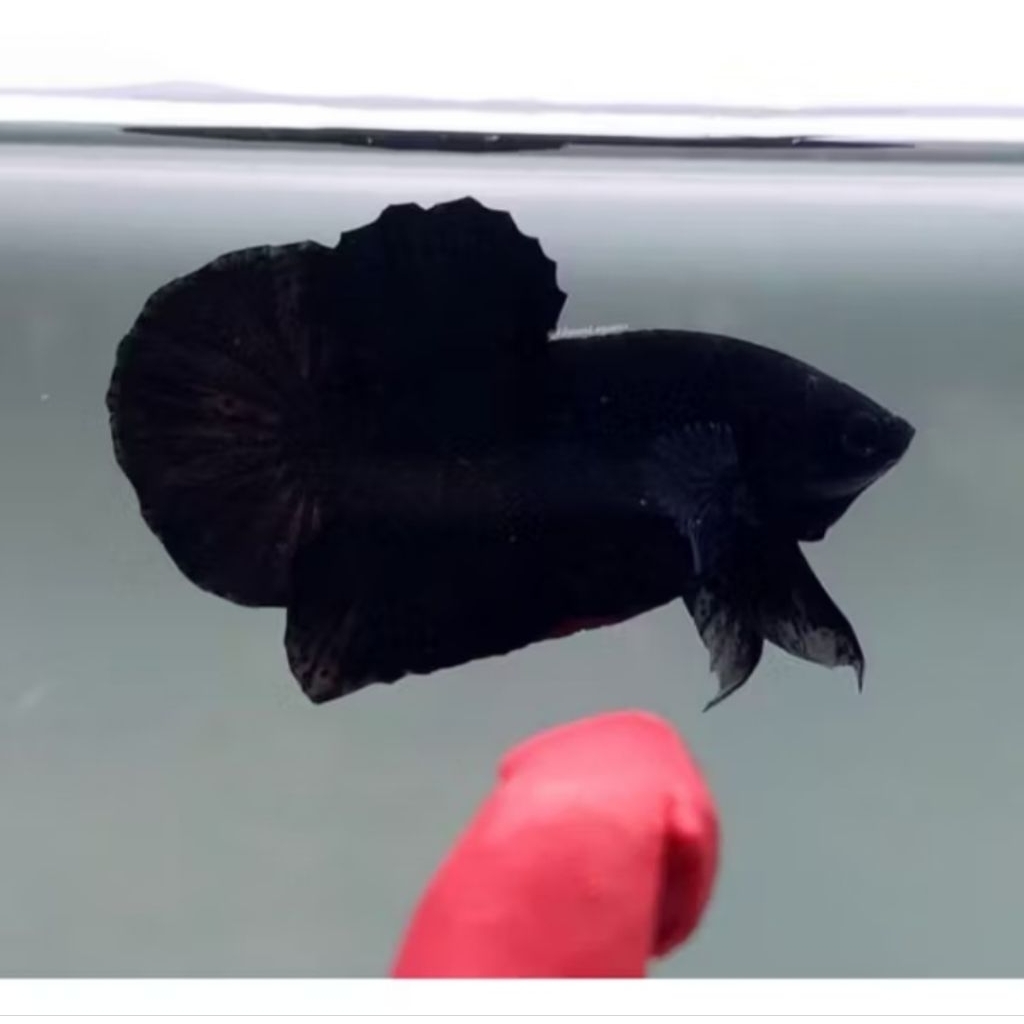 cupang black king super pekat mental galak