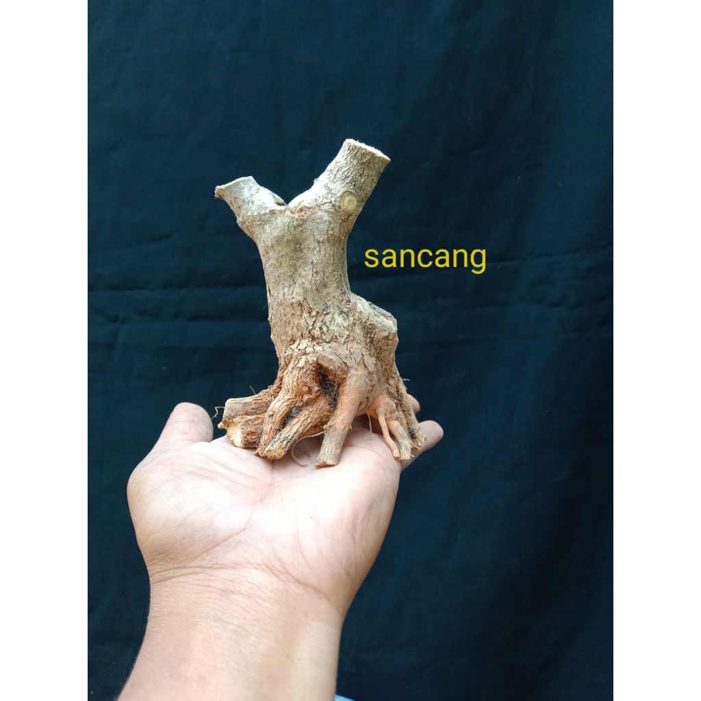 bahan bonsai sancang real pict