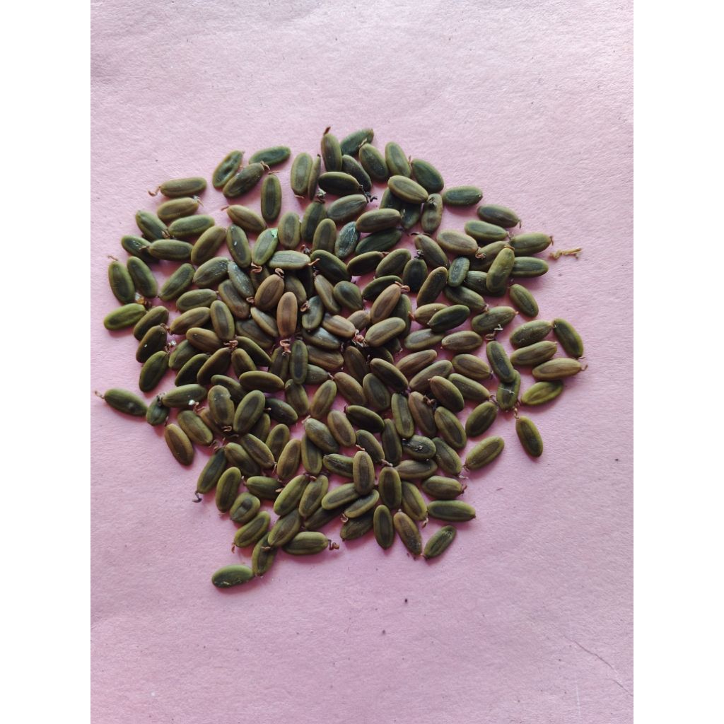 

Biji Sengon Laut (300 biji) siap semai