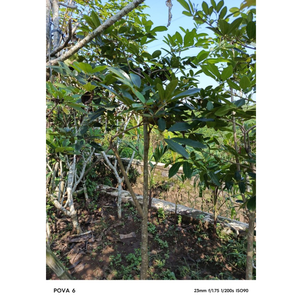 Pohon tabebuya bunga merah tinggi 2 meter