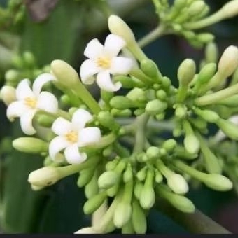 

bunga pepaya segar 1 kg