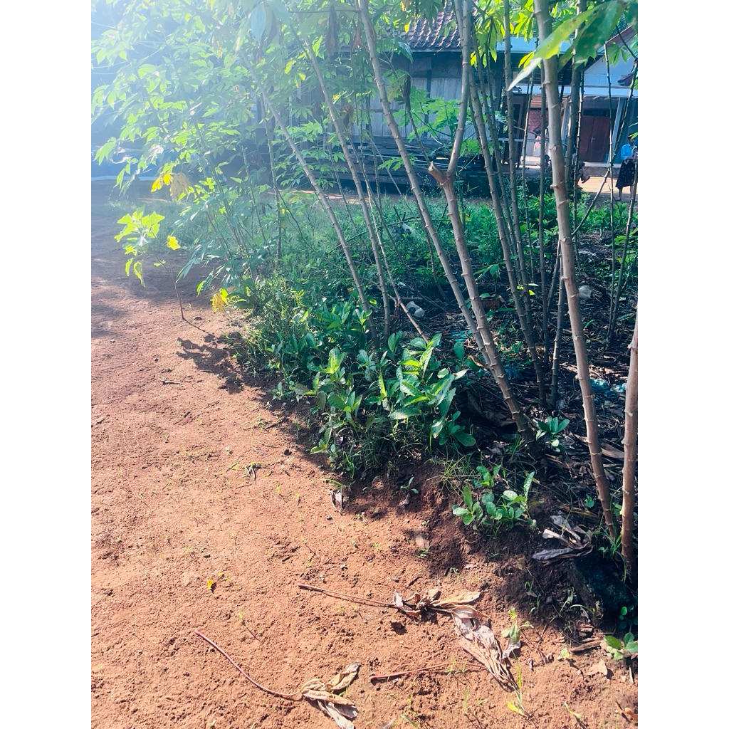 

daun singkong segar 1 ikat