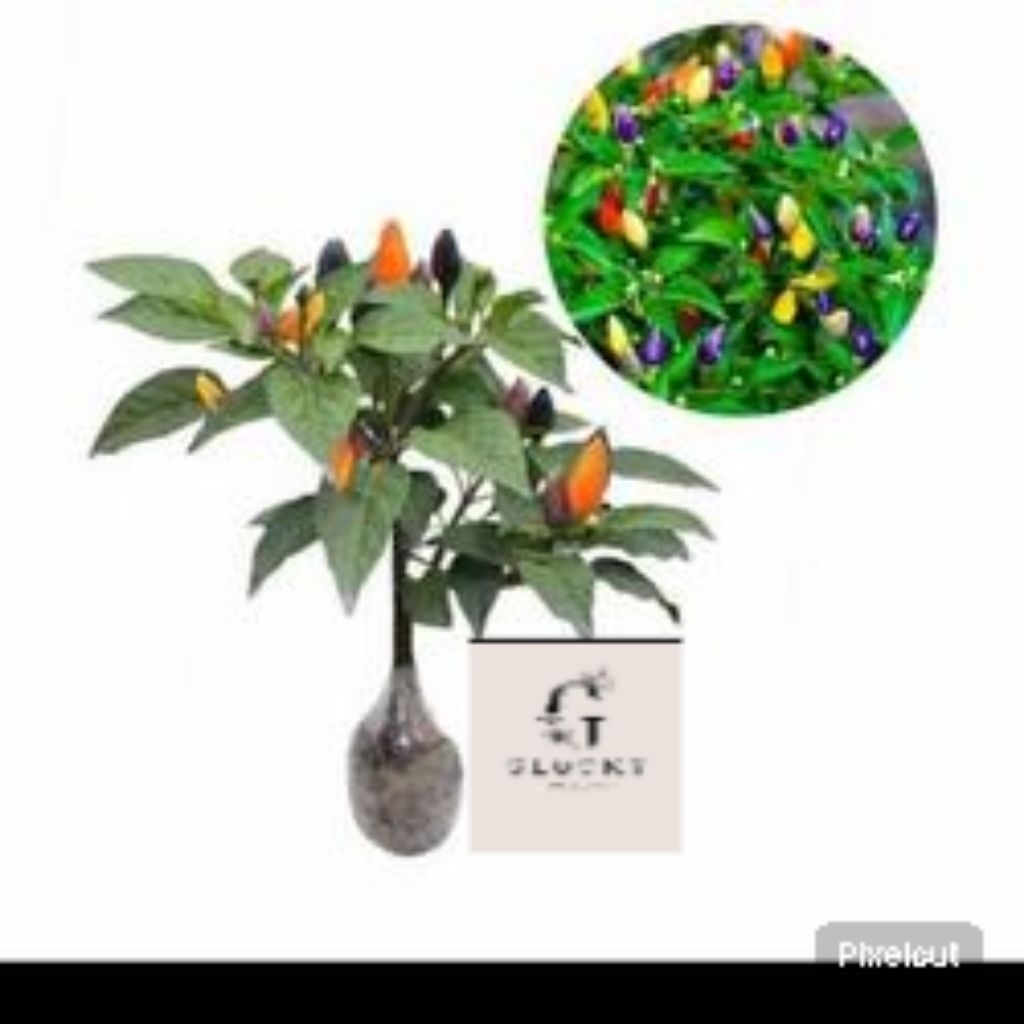 

Cabe pelangi( Bolivian Rainbow)