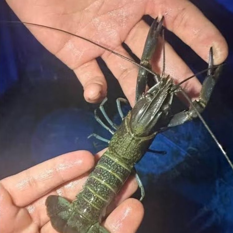 

LOBSTER AIR TAWAR BUDIDAYA 10 PCS UKURAN 4 INCH