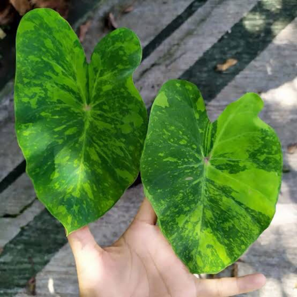 Colocasia midori sour// tanaman hias