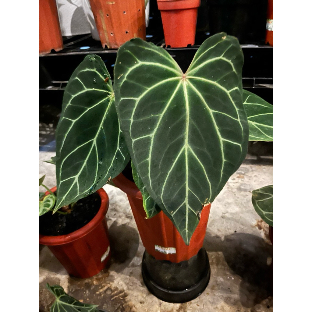 anthurium hybrid