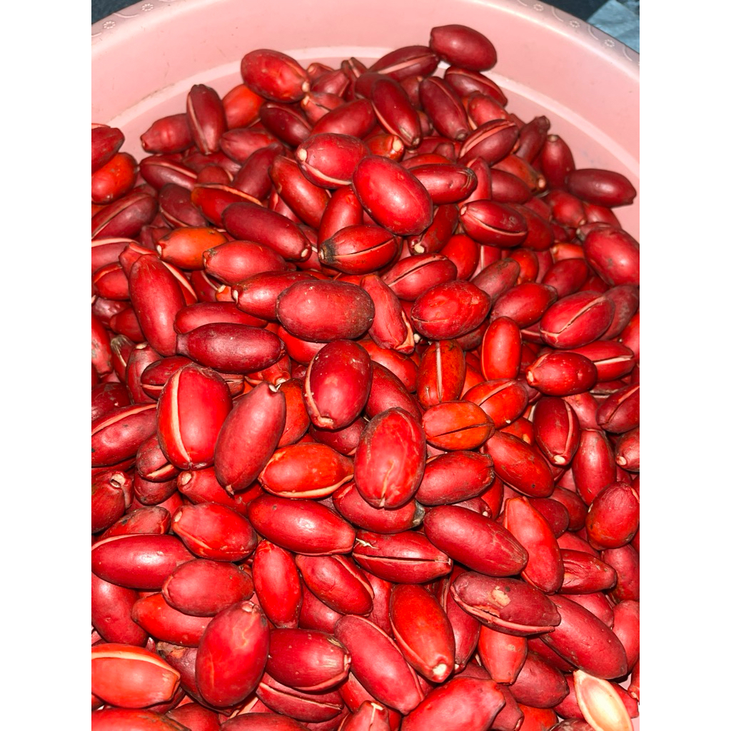 

(KULIT MELINJO) SEGAR MATENG DI POHON 250gram ASLI mancak serang banten