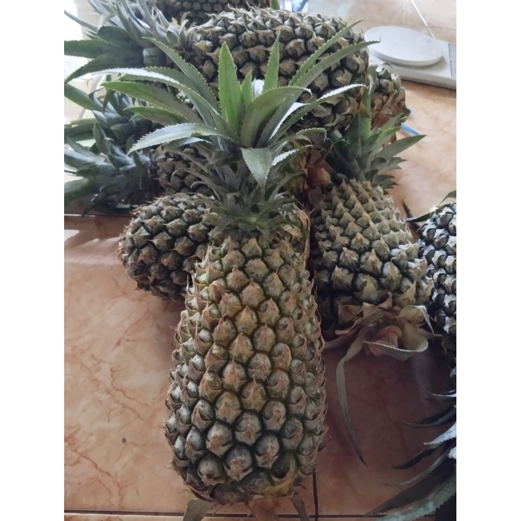 

organik dari nanas (buat pupuk)