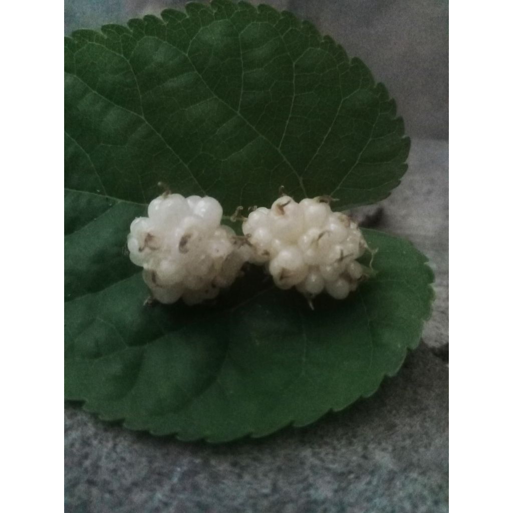 

Dwarf white mulberry (Murbei hibrida)