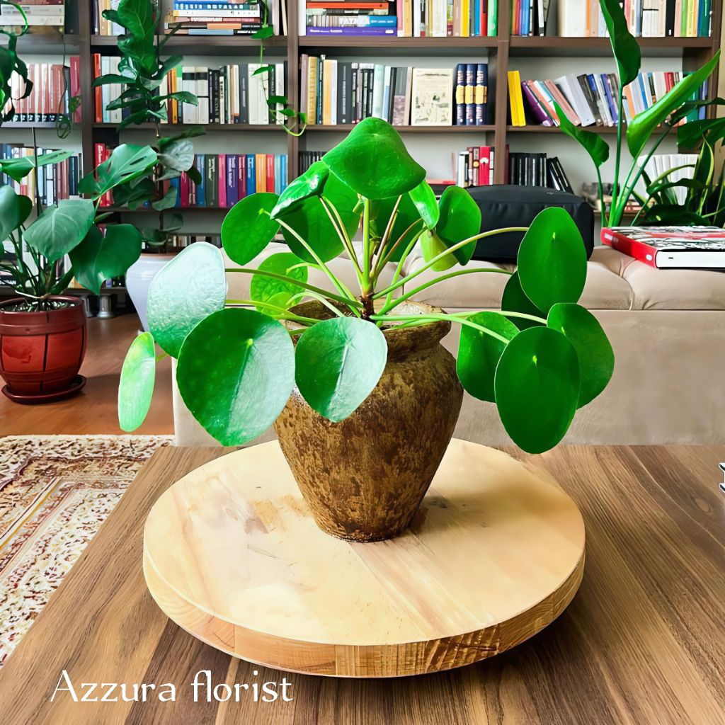 Promo tanaman hias Chinese money plant pilea - peperomia pilea