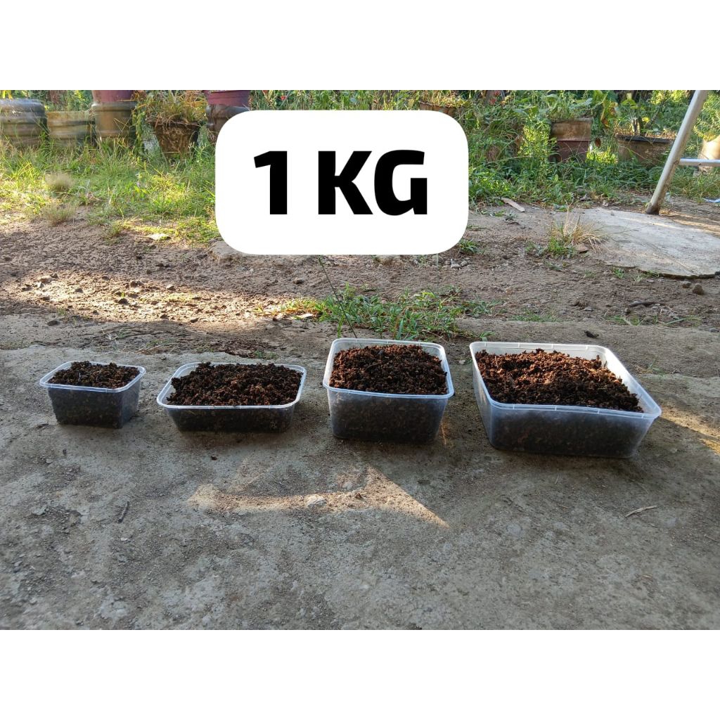 Azolla microphylla kering Kemasan 1 Kg berpotein Tinggi