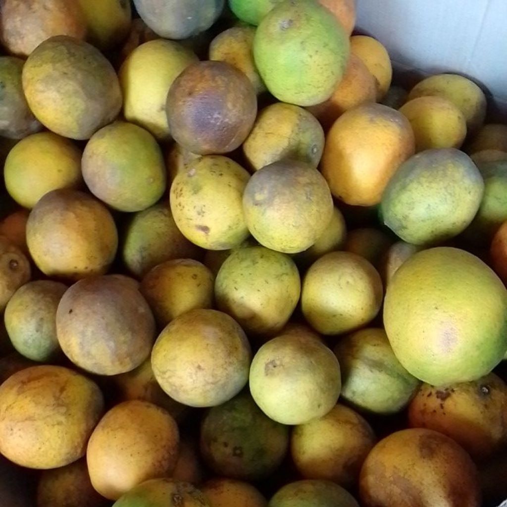 

Cuci Gudang Stok Lama-Jeruk Baby Java 1Kg (size MIX)