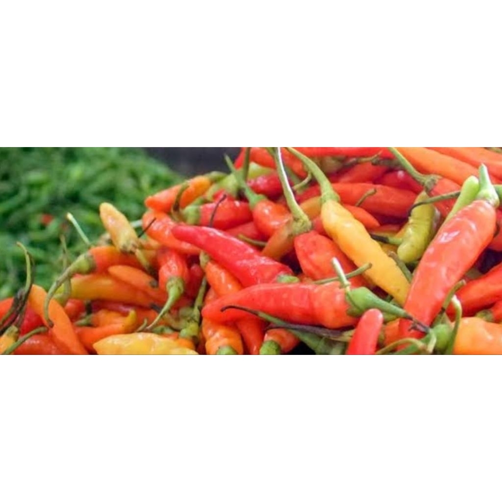 

Cabe/Cengek Domba Merah Pedas