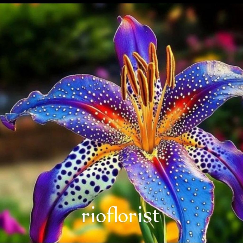 anggrek dendrobium totol import limited dewasa siap berbunga