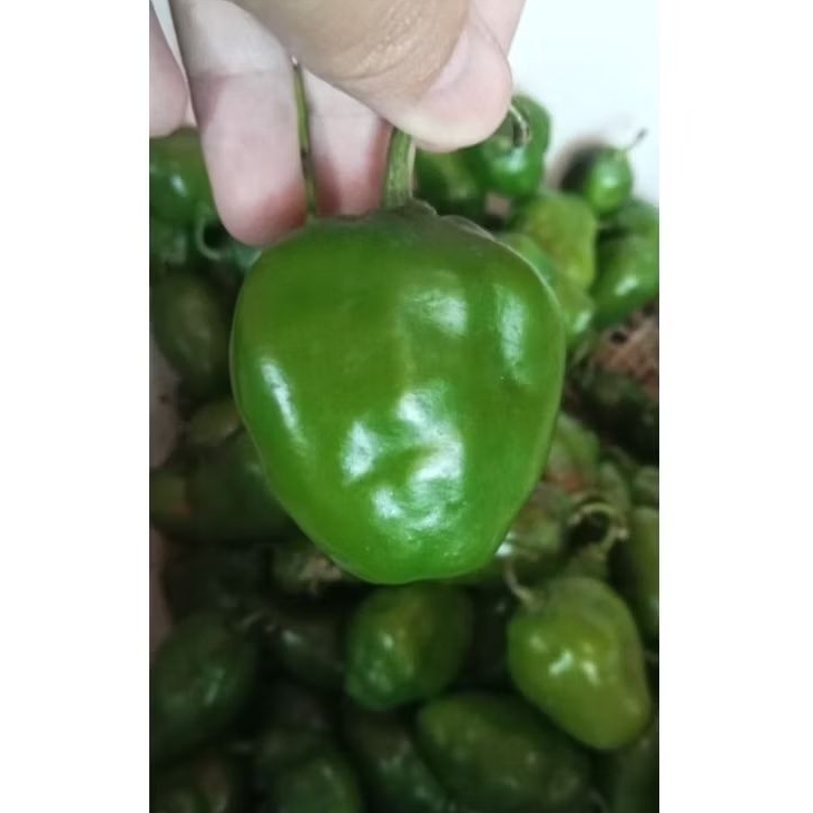 

Cabai Gendot MURAH Segar dan super "1kg